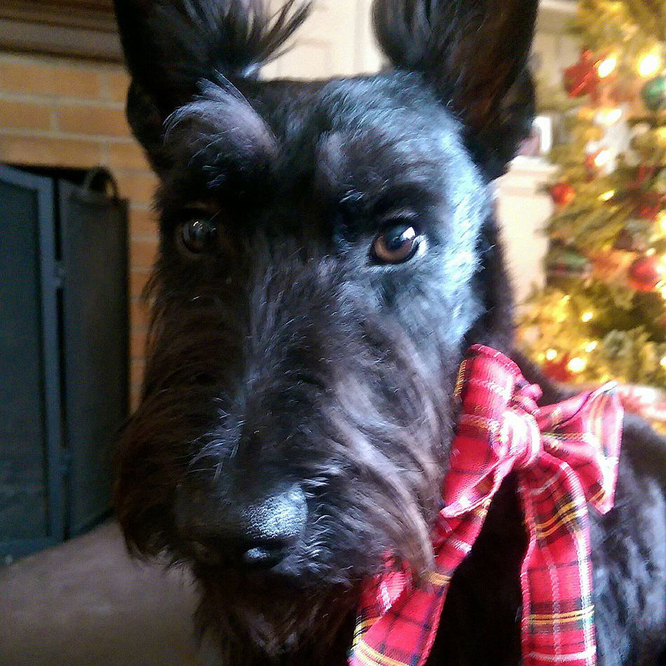 And They Call It Scottie Love
